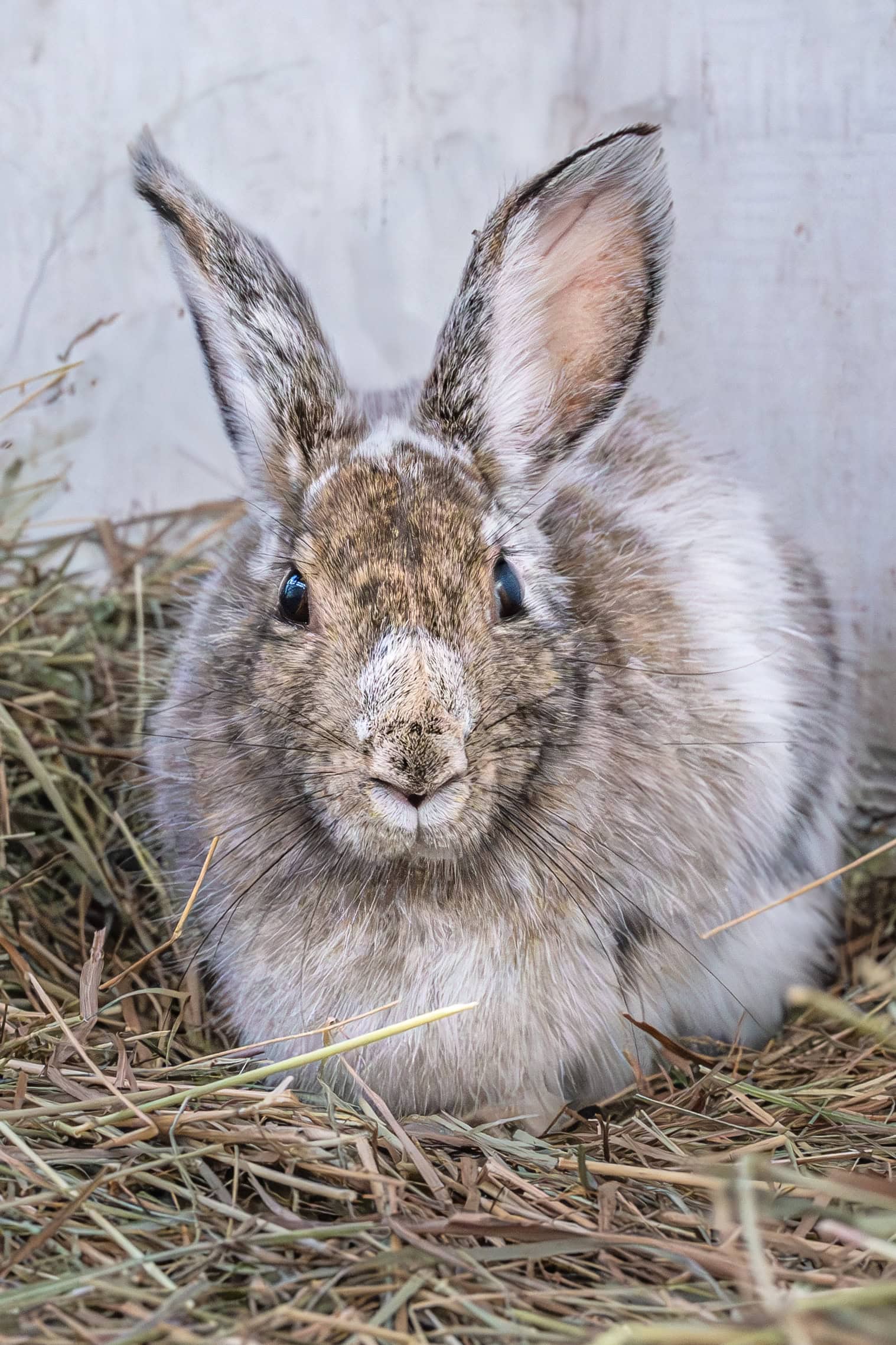 2025 – Snowshoe Hare 2
