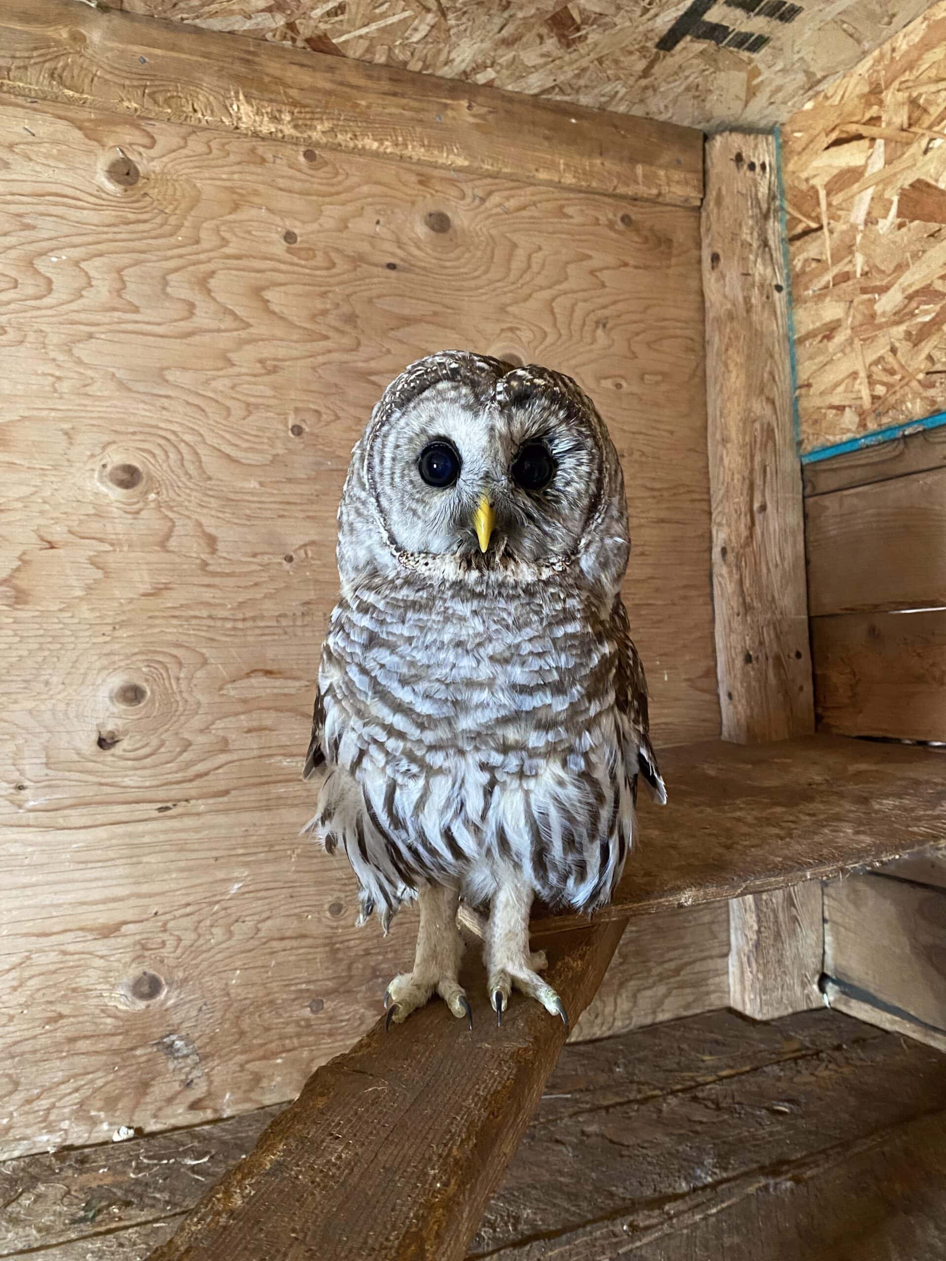 Barred Owl Head Trauma