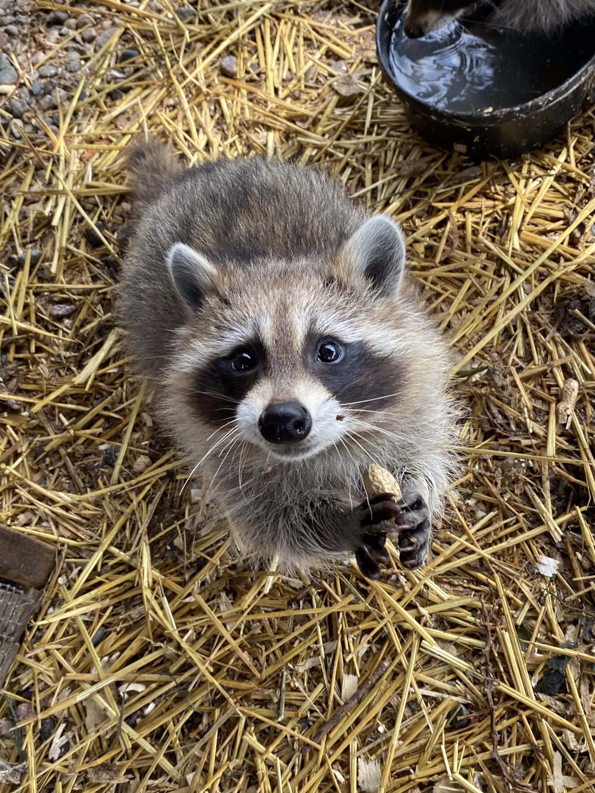 Raccoon with peanut